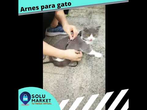 Arnés para gato