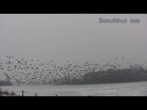 Hammer! 10000 arktische Wildgänse heben gleichzeitig ab ! (am Niederrhein)