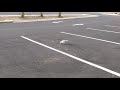 Random Seagull In Parking Lot By Itself