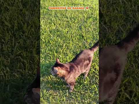 San Pedro Misiones Argentina - Camping Der Wald