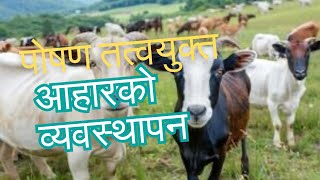 जबसम्म पोषण तत्वयुक्त सन्तुलित आहारको व्यवस्थापन सही तरिकाले दिनु हुन तव सम्म पशु मा समस्या देखिने छ