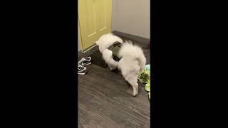 Video preview image #1 American Eskimo Dog Puppy For Sale in Pikesville, MD, USA