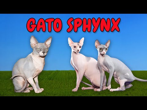 Som dos Animais. Saiba sobre o Gato Sphynx. Gato SPHYNX