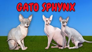 Som dos Animais. Saiba sobre o Gato Sphynx. Gato SPHYNX
