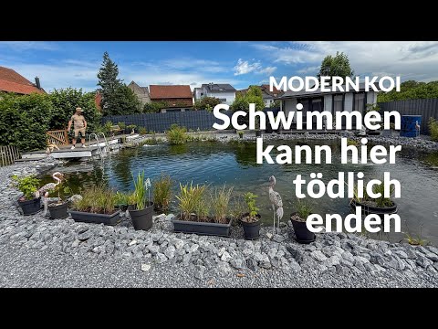 This is definitely forbidden in koi ponds | Modern Koi Blog #7893