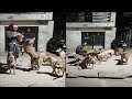 Street Dogs Ki Seva Seva Care Aur Pyaar Street Dog Ke Liya Amazing Street Dog Video Part 3