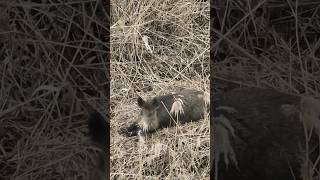 🐗 Keiler im Schilf. Wie alt meint ihr ist dieser ? #keiler #sauen #wildschwein #jagd #hunting