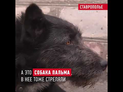 Конституция зоозащита