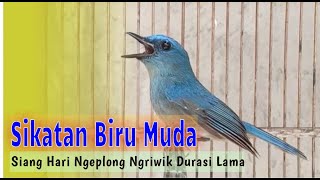 Download lagu Sikatan Biru Muda Siang Hari Ngeplong Ngriwik Durasi Lama mp3