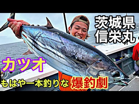 (Pesca) Drama de pesca del barrilete. Prefectura de Ibaraki Shineimaru