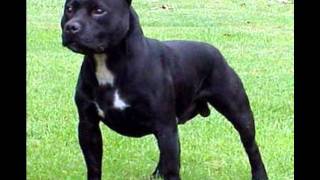 The American Pit Bull Terrier