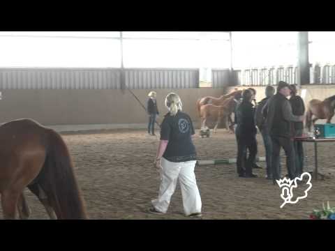 Fohlenbrennen 2015 Pferdestammbuch SH HH   Schrittring der Reitponys   Hengstring