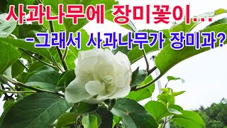 사과나무에 장미꽃이... -그래서 사과나무가 장미과???(사과나무 특성, 식물 과별 분류, 사과, 배,자두,…