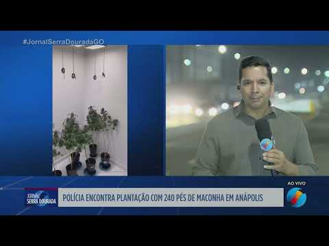 Polícia descobre plantação de maconha em Anápolis
