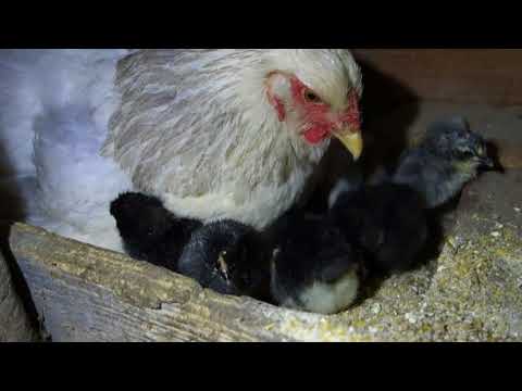 , title : 'brahma mother hen hatches its eggs in the old fireplace 2 - first chicks -AGROKOTA.GR'