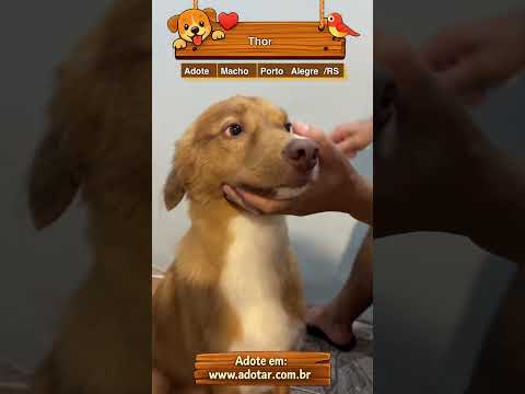 Vídeo de Thor