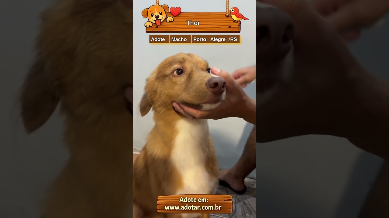 Cachorro raça SRD-ViraLata idade 1 ano nome Thor