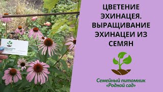 Цветение эхинацеи. Эхинацея посадка семенами в Украине.