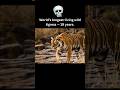 Machli : Queen of Ranthambore🐅 #tiger #Machli #Ranthambore  #shorts