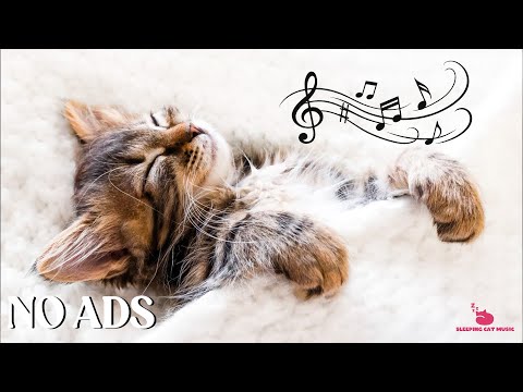 Peaceful Cat Music to Reduce Stress and Anxiety – Calming Music for Cats 🎵