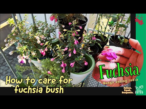 , title : 'Merawat Bunga Fuchsia Anting India Agar Rajin Berbunga 🌸'