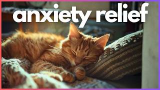Soft Ambient Music for Cats | 9 Hours of Calm & Comfort 🐱✨