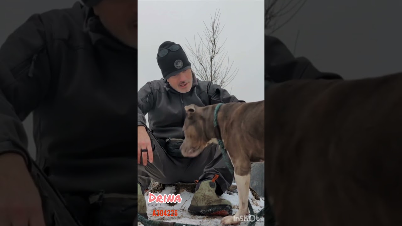 Enlarge Drina, a ADOPTABLE Pit Bull Terrier in Chicago, IL video 5/5