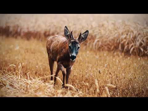 Hunt on Demand I Die besten Jagdvideos im Netz