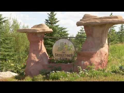 download lagu mp3 mp4 U Pick Saskatoon Berries Calgary, download lagu U Pick Saskatoon Berries Calgary gratis, unduh video klip U Pick Saskatoon Berries Calgary