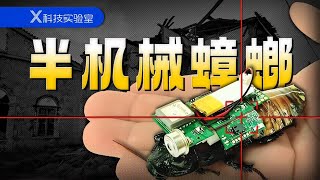 人类的好朋友，能救人命的“半机械蟑螂”！