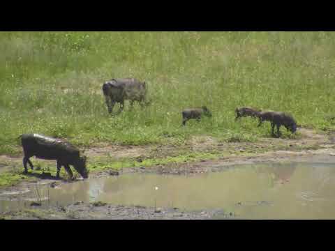 Djuma: Two Warthog adults and the four piglets - 12:31 - 01/22/19