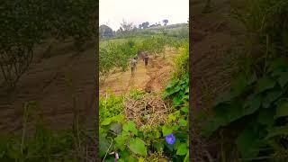 Download lagu retakan di daerah Pangalengan hati Aya retakan #fypシ゚viral #food #explorepangalengan mp3 Download lagu retakan di daerah Pangalengan hati Aya retakan #fypシ゚viral #food #explorepangalengan mp3