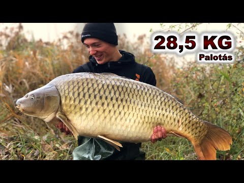 Palotás TITKA🌧 - 28,5 KG!👑 - Legendás pontyok nyomában⚡ (2.rész)