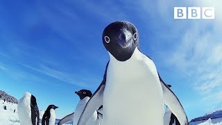 Cheeky penguins wreak havoc | Snow Chick: A Penguin's Tale - BBC