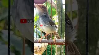 Download lagu Masteran Prenjak Betina. Shorts# mp3