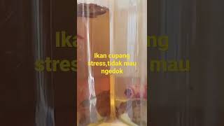 Download lagu ikan cupang stress/tidak mau ngedok,bagaimana penanganannya mp3