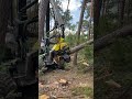 How To Knock Down A Tree With Harvester 1270g Johndeere Machine Love Viral Harvester Tree Top