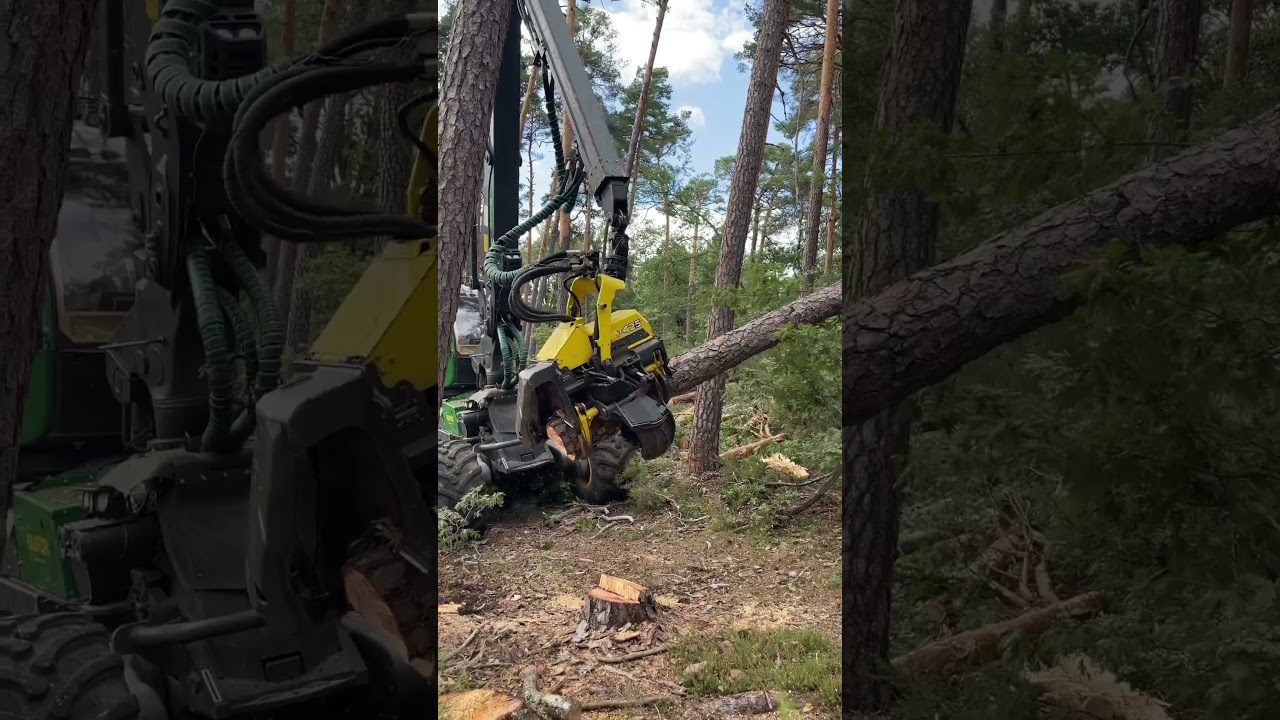 how to knock down a tree with Harvester 1270g #johndeere #machine #love #viral #harvester #tree #top