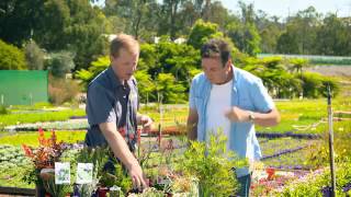 The Garden Gurus - Domus Nursery