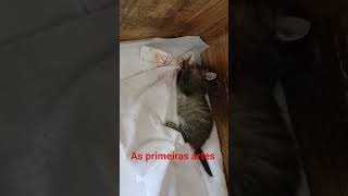 começou fazer bagunça