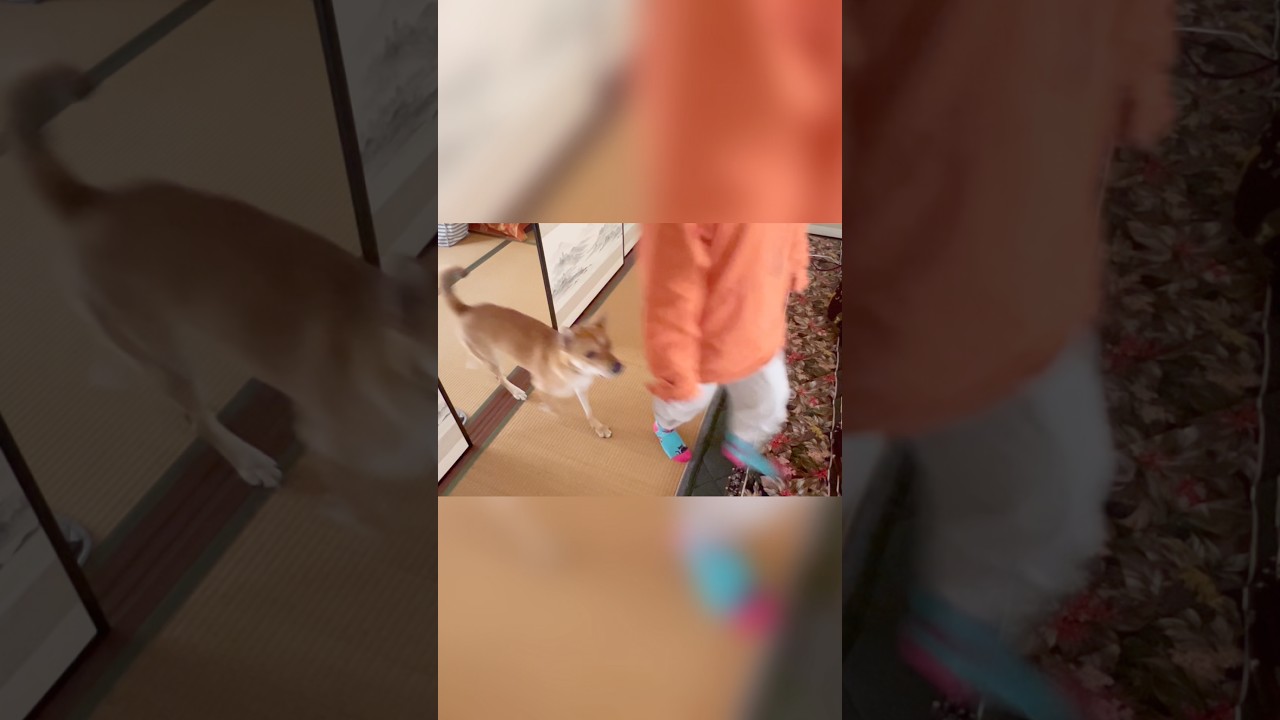 無限に後ろについてくる犬 #保護犬 #元野犬 #無限ループ #田舎暮らし #雑種犬 #追いかけっこ