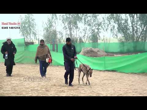 Male female section round 4 Yar Badsha Dhuryana coursing club Dhori 10Jan 2026