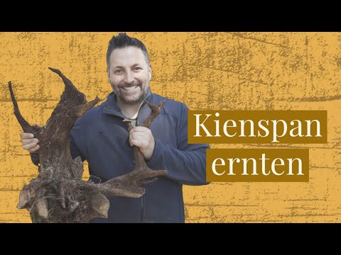 Kienspan Wurzel ausgraben 🌲 (Zunder mit Harz und ätherischen Ölen)