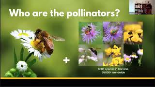 Pollinators, their importance, and how we can support them