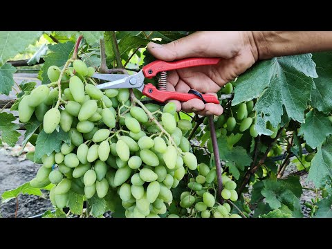 Summer Pruning Grape Vines. How to get More Quality and Tasty Grapes in the Vineyard!