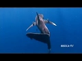 Shark attacks in the red sea. Атаки Акул на людей 
