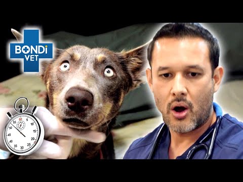 Race Against Time For Animal Emergencies ⏱ 🚑  | Bondi Vet Compilation | Bondi Vet