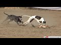 greyhounds running with full speed to chase hare in coursing race