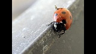 How to Home edition - Focus: Get rid of a ton of ladybugs quickly