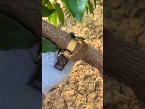 #short #agriculture #agritools#farming2024  #youtubeshorts #satisfying #EliteShortsUnleashed #2212